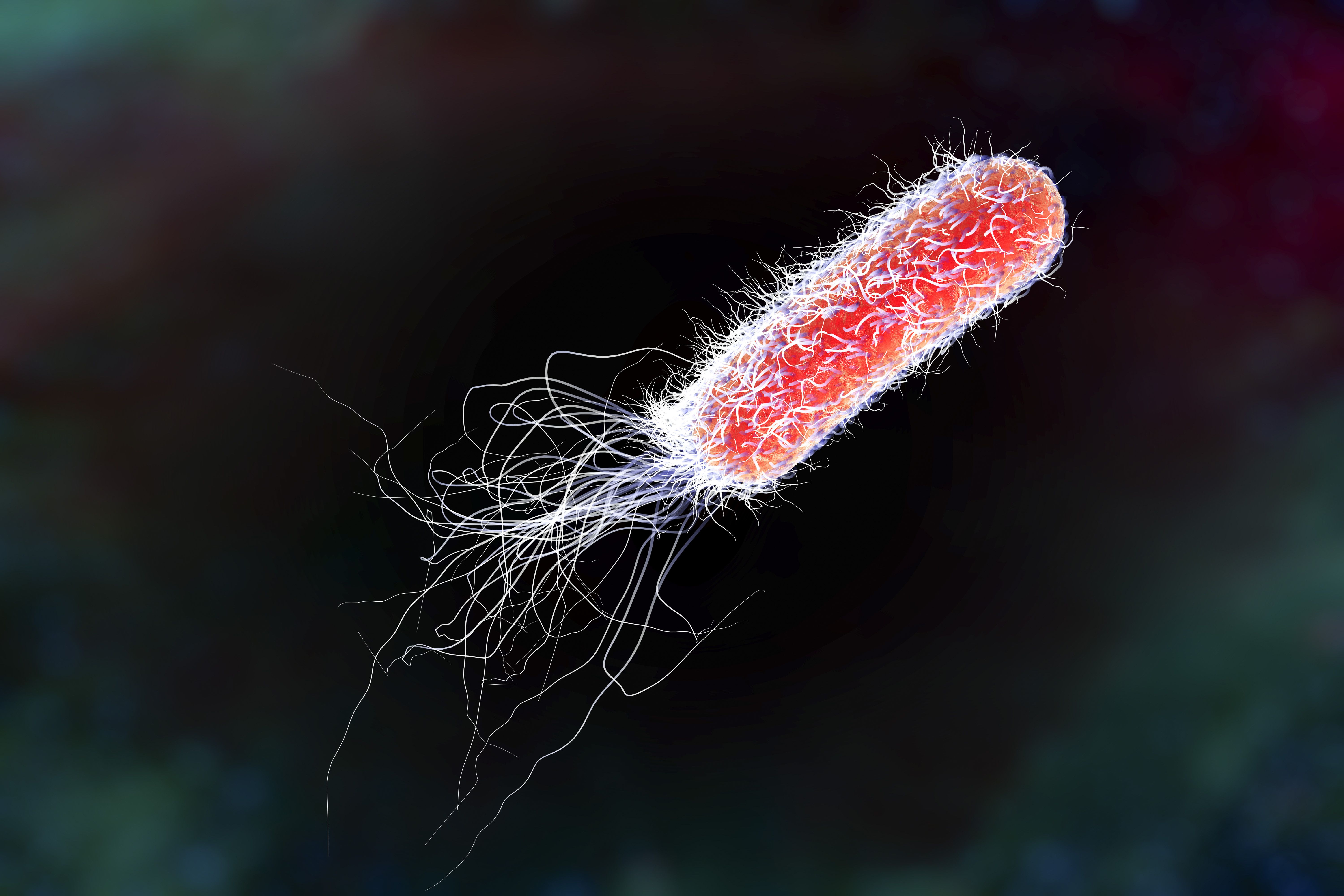 Представитель Отряда Pseudomonadales